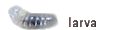 larva larva