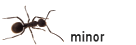 minor minor